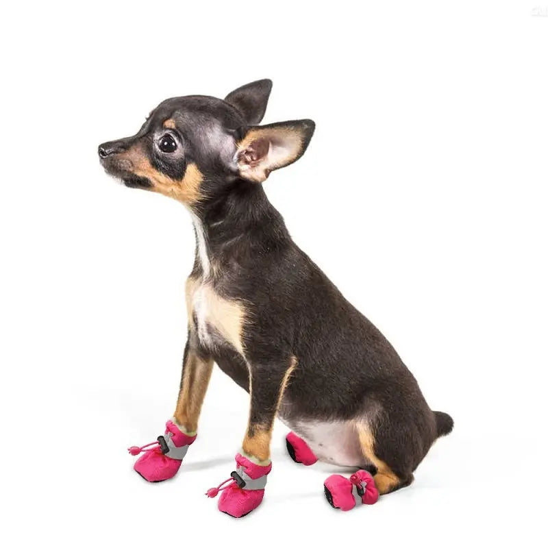 R&R™ HOT pavement boots Paws are sensitive & burn at temps over 30°C